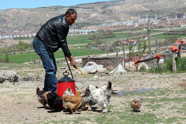 <p>Civcivlerin tavuk olmasıyla birlikte hem yumurtaları, hem de yumurtalardan çıkan civcivleri satarak kendi işinin patronu oldu.</p>
