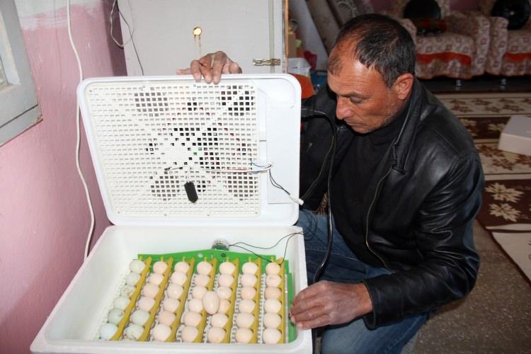 <p>Normal bir koli yumurta 9 lira, cins yumurtaların tanesi ise 10 ile 20 lira arasında. 1 aylık civciv 50 lira iken, bir çift tavuğu ise 500 ile 700 lira arası satıyorum" dedi.</p>
