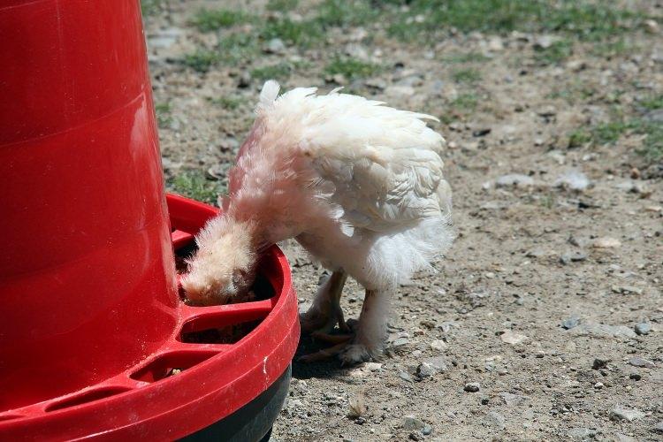 <p><strong>"FARKLI ÇEŞİT CİVCİVLER ALACAĞIM"</strong></p>

<p>Duyup görenlerin gelip civciv veya yumurta aldıklarını anlatan Yürük, "Kış ayından bu yana yumurta ve civciv çıkartıp satıyorum. Ama ağırlık civciv üzerine. Bir yumurtayı 10 liraya vereceğime bir civcivi 50 liraya veriyorum. Astronot cinsi tavuğum var. </p>
