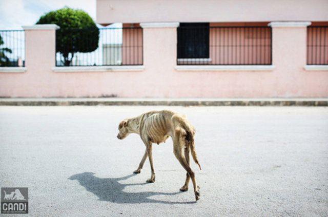 <p><strong>ÖNCESİ VE SONRASIYLA KÖPEKLERİN İNANILMAZ DEĞİŞİMİ </strong></p>
