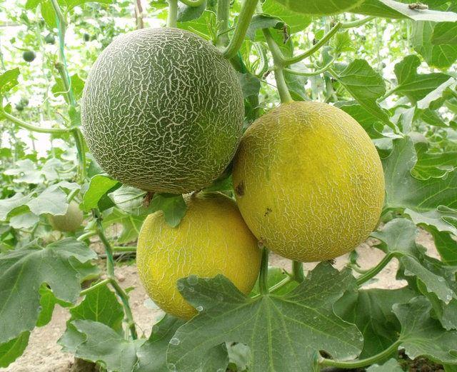 <p><strong>KAVUN:</strong><br />
KOSTARİKA </p>
