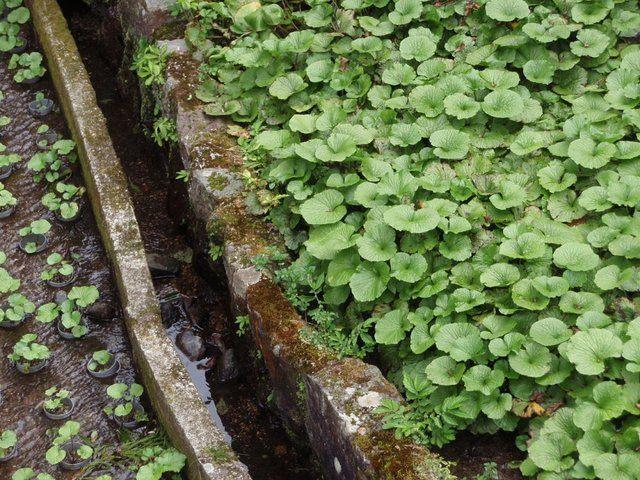 <p>Acılığıyla bilinen wasabi</p>
