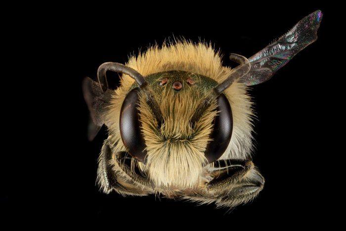 <p>Osmia pumila</p>
