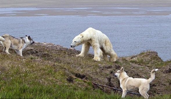 <p>Sibirya'nın kuzeybatısındaki Yamal Yarımadası'ndaki meteoroloji merkezini koruyan bekçi köpekleri, merkezin bahçesine girmeye çalışan kutup ayılarını zorlu bir mücadele sonucunda alt etmeyi başardı.</p>
<p> </p>