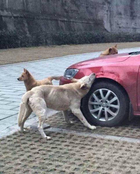 <p>Köpeklerin neden böyle bir saldırı gerçekleştiriği hakkında bir bilgi yok. Ancak Köpeklerin kaçarak arabaya gizlenen bir canlıyı kovaladıkları da tahmin ediliyor.</p>

<p> </p>
