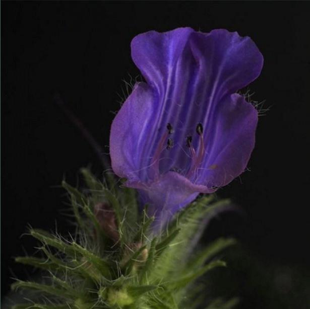 <p>Arı</p>
