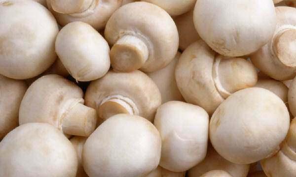 <p><span style="color:#FFFFFF">En lezzetli mantarlardan biri olan kanlıca mantarı turuncu renkte bir sıvı çıkarır, bunu yanında zehirli olup çıkarmayan russula gibi mantar türleri de mevcuttur.</span></p>