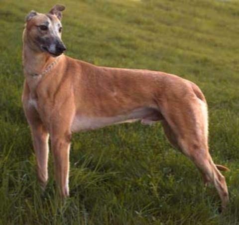 <p>Köpeklerin ter bezleri ayaklarındadır.</p>
<p> </p>