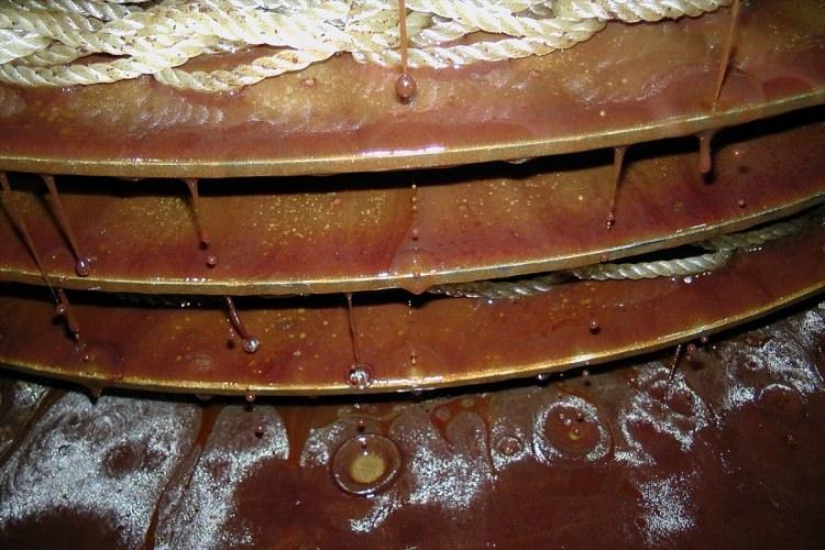 <p>"Burun yağı", "çiğ yağ" olarak da adlandırılan zeytin sütü için zeytinler, önce taş değirmenlerde eziliyor. Elde edilen hamur, torbalar içine dolduruluyor ve bunlar baskı tepsisinde üst üste dizilerek sızmaya bırakılıyor.</p>
