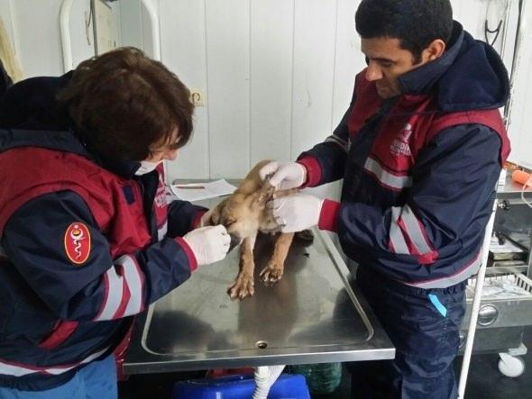 <p>Veteriner hekimler tarafından yapılan ilk müdahale ile köpeğin vücut ısısı, solunum ve nabız fonksiyonları normal seviyeye getirildi.</p>
