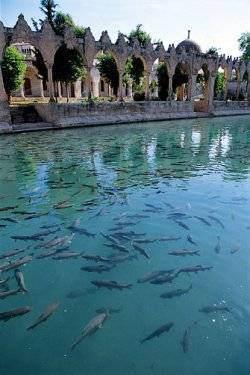 <p>Kutsal balıklara yem atın Balıklıgöl, (Aynzeliha ve Halil-ur Rahman Gölleri ) İbrahim Peygamber'in ateşe atıldığında düştüğü yer olarak biliniyor. Bu iki göl Urfa'nın en çok ziyaretçi çeken yerleri.</p>