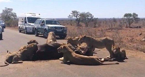 <p>Kruger Ulusal Parkı'nda, 5 saat boyunca yol ortasında yakaladıkları avlarını yiyen aslanlar tüm trafiği altüst ettiler.</p>

<p> </p>
