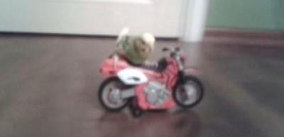 Muhabbet kuşunun motosiklet keyfi