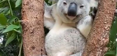 15 saniyede uykunuzu getiren hayvan: Koala