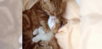 Anne kedinin şefkati...