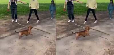 K&uuml;&ccedil;&uuml;k k&ouml;peği yolda bu şekilde g&ouml;renler şaşkına uğradı!