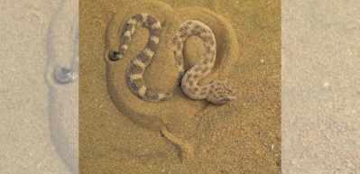 Kum engereğinin avını pusuya d&uuml;ş&uuml;rmek i&ccedil;in yaptığı ilgin&ccedil; hareket...