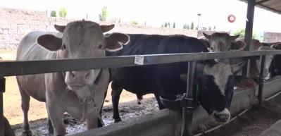 Kurbanlık alacaklara uzmanından &ouml;nemli uyarılar