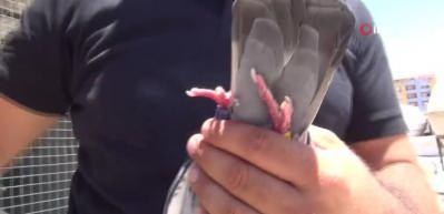 Bulgaristan’dan havalanan posta güvercinleri Kızıltepe’ye ulaştı