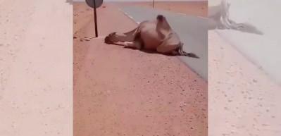 60 derece sıcaklıkta baygın haldeki devenin yardımına koşan koca yürekli adam...