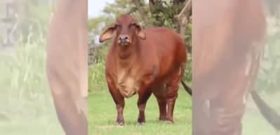 Hiç Brahman sığırı görmüş müydünüz? Dünyanın en gösterişli büyükbaş cinsi!