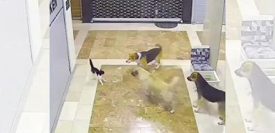 Köpeklerin köşeye sıkıştırdığı kedinin imdadına başka bir kedi koştu!