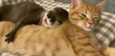 Su samuru ve kedinin dostluğu 