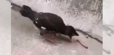 Annesi bu şekilde alıştırmış... Bu kuşu görünce şaşıracaksınız