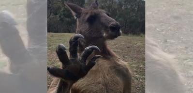Avustralya'da korku dolu anlar! Kanguru evin camından...