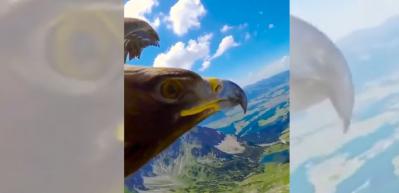 Bir kartalla birlikte göklerde uçmaya var mısınız?