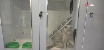 Bursa'da evcil hayvan otelinde bayram yoğunluğu!