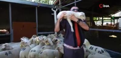 Bursa'da Kurban Bayramı öncesi kuzularına sıra gecesi yaptı!