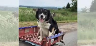 Çayırda yayılan koyunları hizaya sokan çoban köpeğini görenler hayran kalıyor!