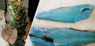 Dünyanın en nadir balıklarından biri olan Lingcod turkuaz rengiyle hayran bıraktı!