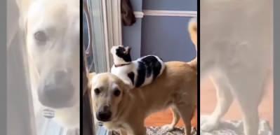 En güzel dostluk! Bu kedi, köpeğin sırtından inmiyor...