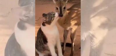 Kedi ve ceylanın dostluğu...