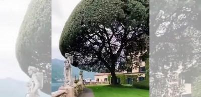 Muhteşem görüntüsüyle etkisi altına alan ağaca yaklaştıkça...