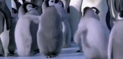 Penguenlerin eğlenceli dünyası