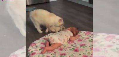 Yavrusunu evin bebeğiyle tanıştırmaya çalışan anne kedi...