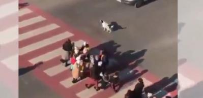 Yaya geçidinden geçecek olan çocukların güvenliğini sağlayan köpek