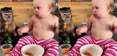 Yediği kayısıları maymunla paylaşan bebek sosyal medyayı salladı!