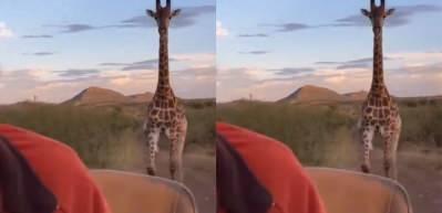 Aksiyon filmlerinden bir sahne gibi! Belgesel ekibini kovalayan zürafa...