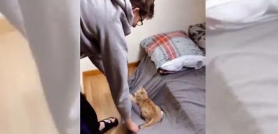 Kedinin çarşafla eğlenceli oyunu