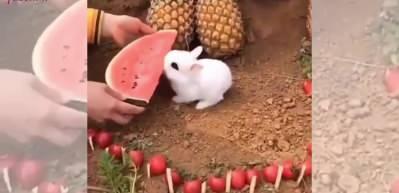 Sevimli tavşanın karpuz yiyişi izleyenlere tebessüm ettirdi