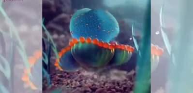 Bildiğimiz denizanalarından çok farklı...