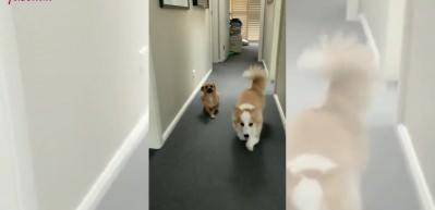 Bodur arkadaşını taklit eden k&ouml;peğin muzip halleri beğeni topladı