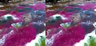 Bu nehir adeta bir gökkuşağı! Cano Cristales görenleri büyülüyor