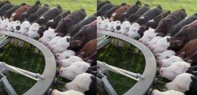 Buzağılar için tasarlanan harika bir beslenme sistemi