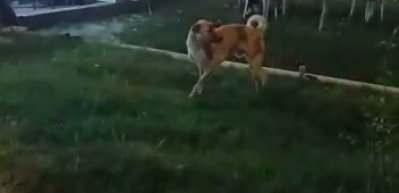 D&uuml;ğ&uuml;n m&uuml;ziğine kapılan k&ouml;pek b&ouml;yle dans etti