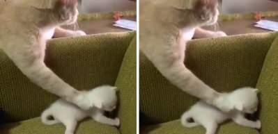 Anne kedinin gözü dışarda, eli yavrusunda...